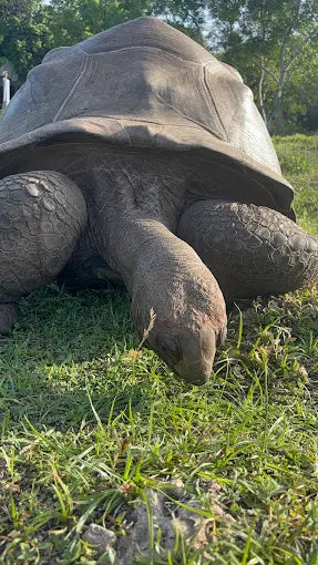 Zanzibar : visite privée de la forêt de Jozani, du parc aux reptiles et de la plage de Mtende