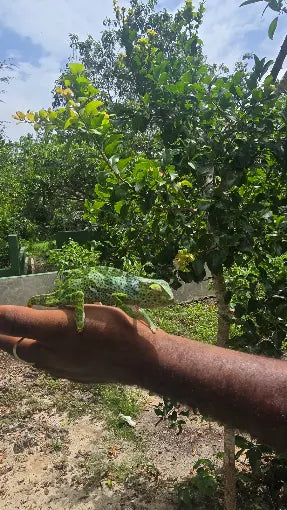 Zanzibar : visite privée de la forêt de Jozani, du parc aux reptiles et de la plage de Mtende