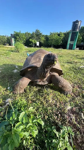 Zanzibar : visite privée de la forêt de Jozani, du parc aux reptiles et de la plage de Mtende