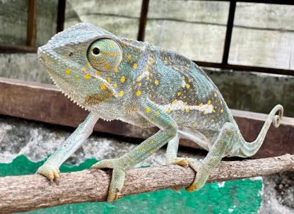 Zanzibar : visite privée de la forêt de Jozani, du parc aux reptiles et de la plage de Mtende