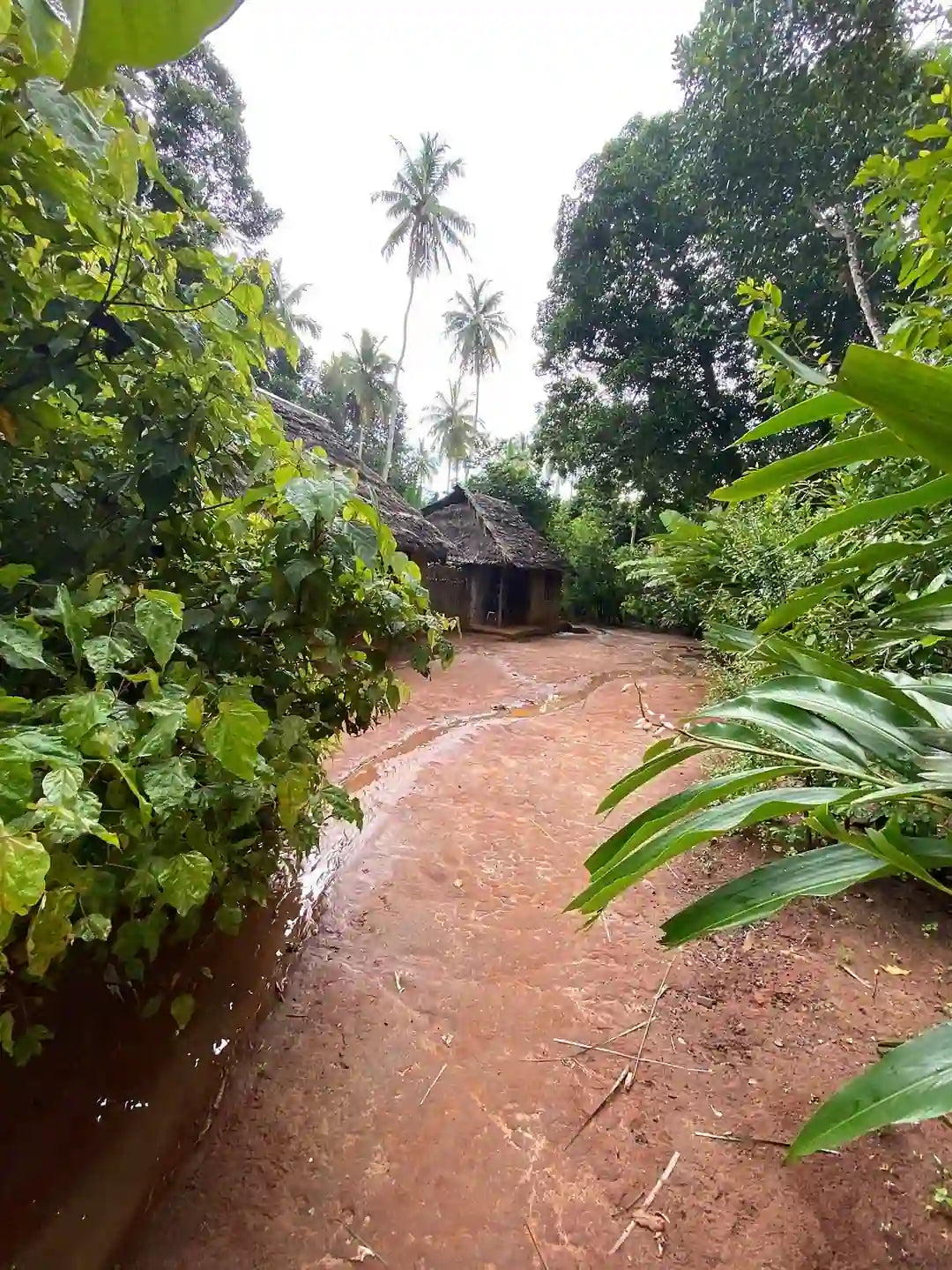 Zanzibar: tour privato della Foresta di Jozani, della fattoria delle spezie e della Grotta Salaam