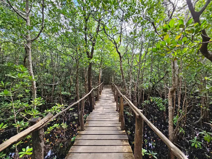 Zanzibar: tour privato della Foresta di Jozani, della fattoria delle spezie e della Grotta Salaam