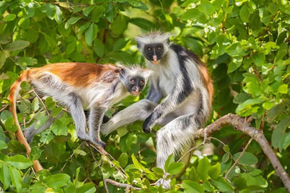 Zanzibar: tour privato della Foresta di Jozani, della fattoria delle spezie e della Grotta Salaam