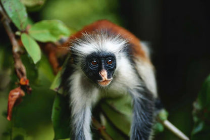 Zanzibar: tour privato della Foresta di Jozani, della fattoria delle spezie e della Grotta Salaam