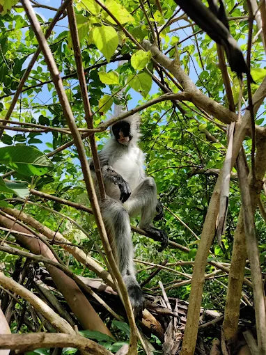 Zanzibar: tour privato della Foresta di Jozani, della fattoria delle spezie e della Grotta Salaam