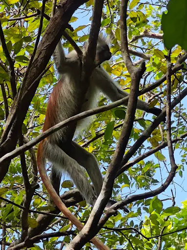Zanzibar: tour privato della Foresta di Jozani, della fattoria delle spezie e della Grotta Salaam