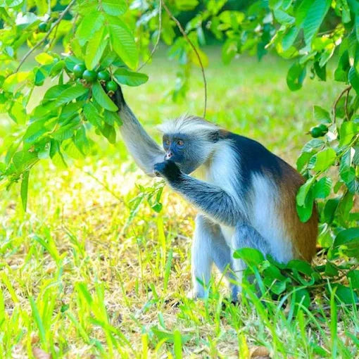 Zanzibar: tour privato della Foresta di Jozani, della fattoria delle spezie e della Grotta Salaam