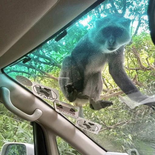 Zanzibar: tour privato della Foresta di Jozani, della fattoria delle spezie e della Grotta Salaam
