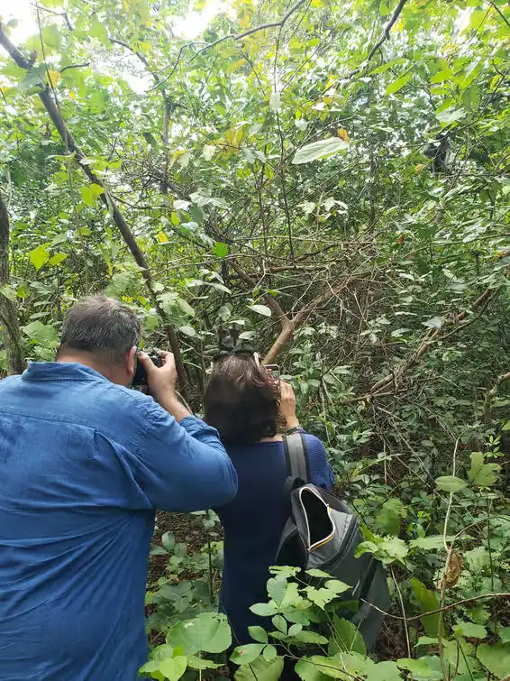 Zanzibar: Prywatna wycieczka do lasu Jozani i do małp rudych gerez colobus