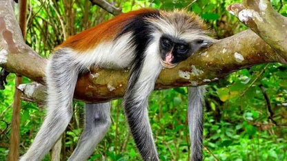 Zanzibar: Prywatna wycieczka do lasu Jozani i do małp rudych gerez colobus