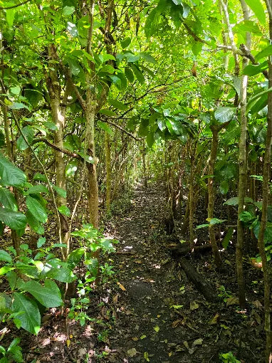 Zanzibar: Prywatna wycieczka do lasu Jozani i do małp rudych gerez colobus