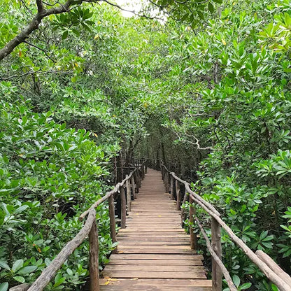 Zanzibar: Prywatna wycieczka do lasu Jozani i do małp rudych gerez colobus