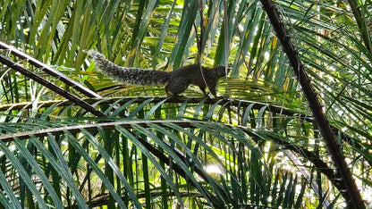 Zanzibar: Prywatna wycieczka do lasu Jozani i do małp rudych gerez colobus