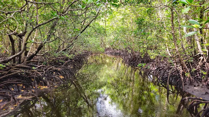Zanzibar: Prywatna wycieczka do lasu Jozani i do małp rudych gerez colobus