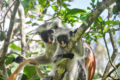 Zanzibar: Prywatna wycieczka do lasu Jozani i do małp rudych gerez colobus