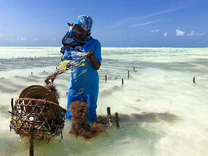 Zanzibar: Excursie privată la Peștera Kuza și experiență de cultivare a algelor marine