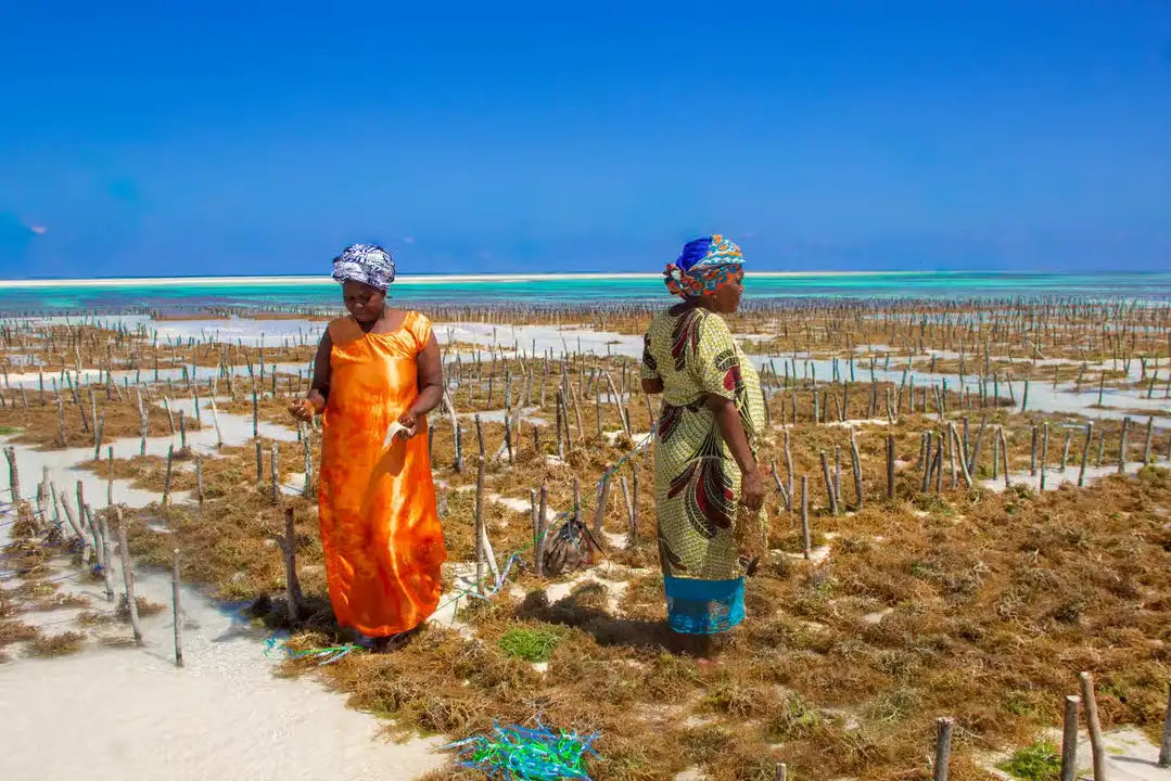 Zanzibar: Excursie privată la Peștera Kuza și experiență de cultivare a algelor marine