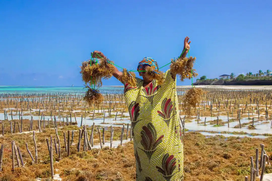 Zanzibar: Excursie privată la Peștera Kuza și experiență de cultivare a algelor marine