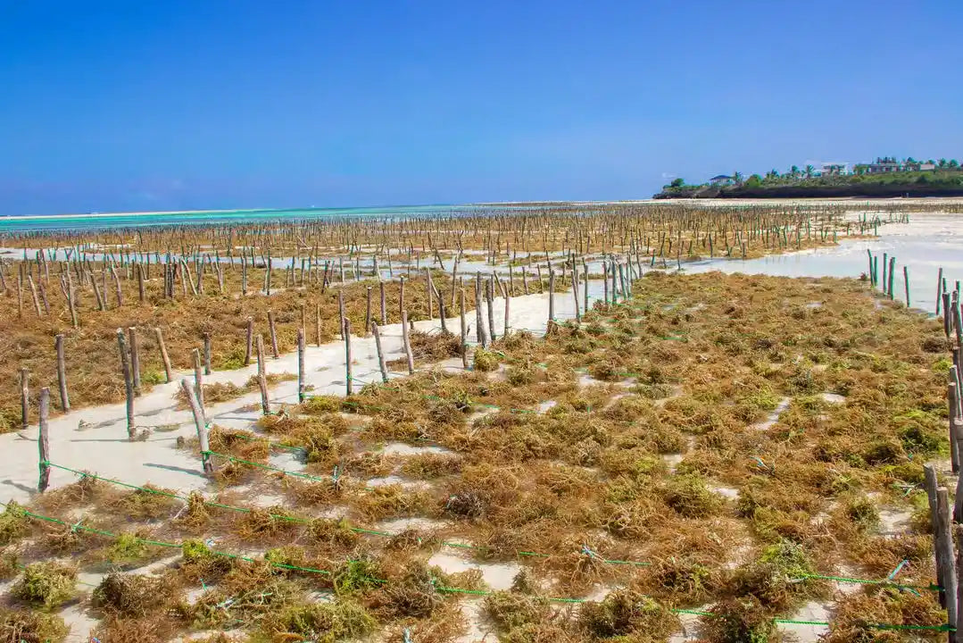 Zanzibar: Excursie privată la Peștera Kuza și experiență de cultivare a algelor marine