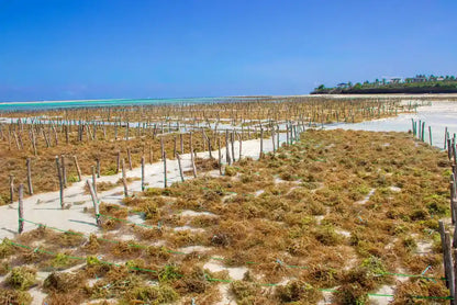 Zanzibar: Excursie privată la Peștera Kuza și experiență de cultivare a algelor marine