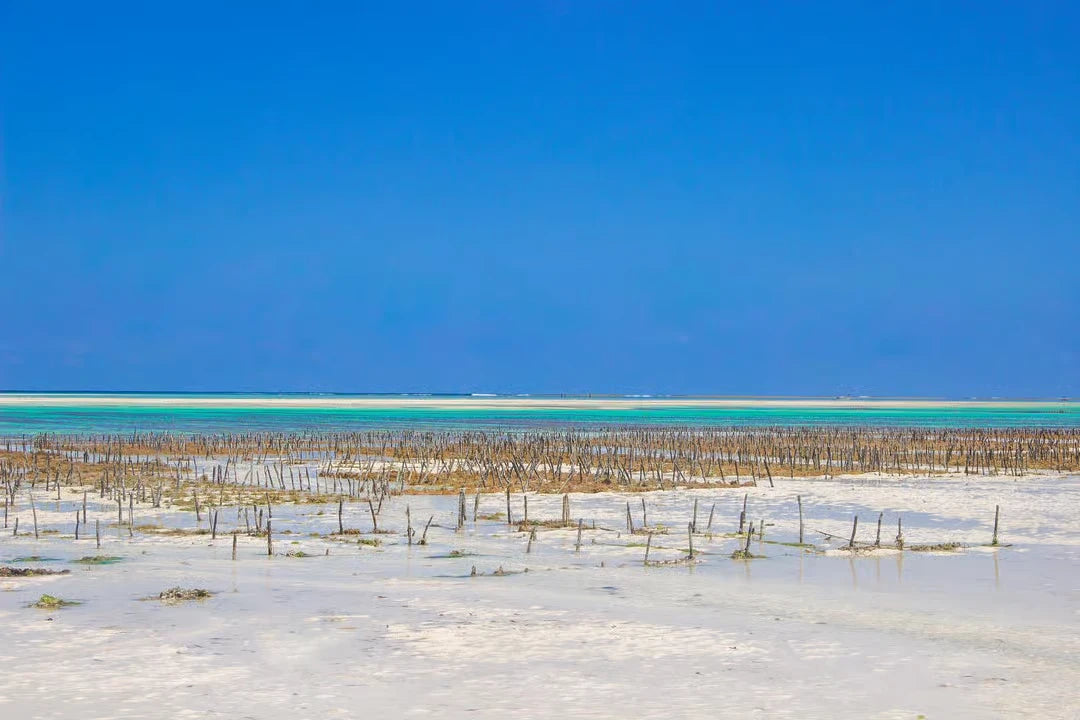 Zanzibar: Excursie privată la Peștera Kuza și experiență de cultivare a algelor marine