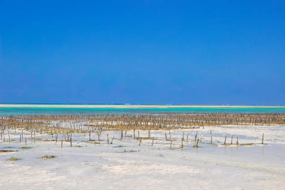 Zanzibar: Excursie privată la Peștera Kuza și experiență de cultivare a algelor marine
