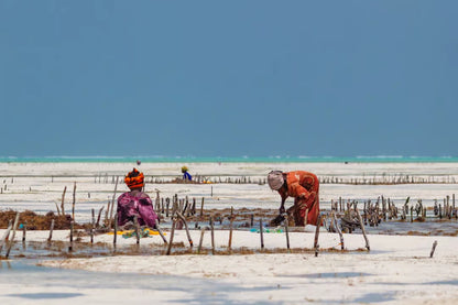 Zanzibar: Excursie privată la Peștera Kuza și experiență de cultivare a algelor marine