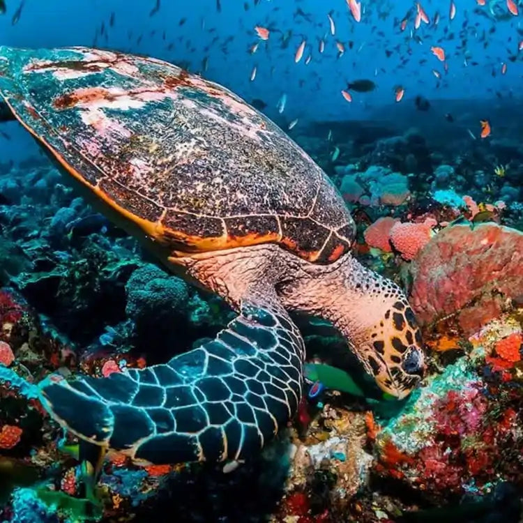 Zanzibar: Excursie privată la Peștera Kuza și experiență de cultivare a algelor marine