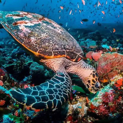 Zanzibar: Excursie privată la Peștera Kuza și experiență de cultivare a algelor marine