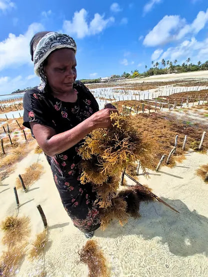 Zanzibar: Excursie privată la Peștera Kuza și experiență de cultivare a algelor marine