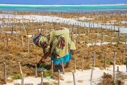 Zanzibar: Excursie privată la Peștera Kuza și experiență de cultivare a algelor marine