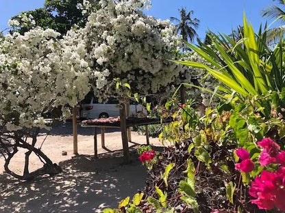 Zanzibar: Excursie privată la Peștera Kuza și experiență de cultivare a algelor marine