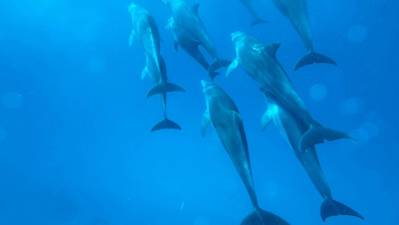 Zanzibar: visita ai delfini di Mnemba, alla foresta di Jozani e alla grotta di Kuza