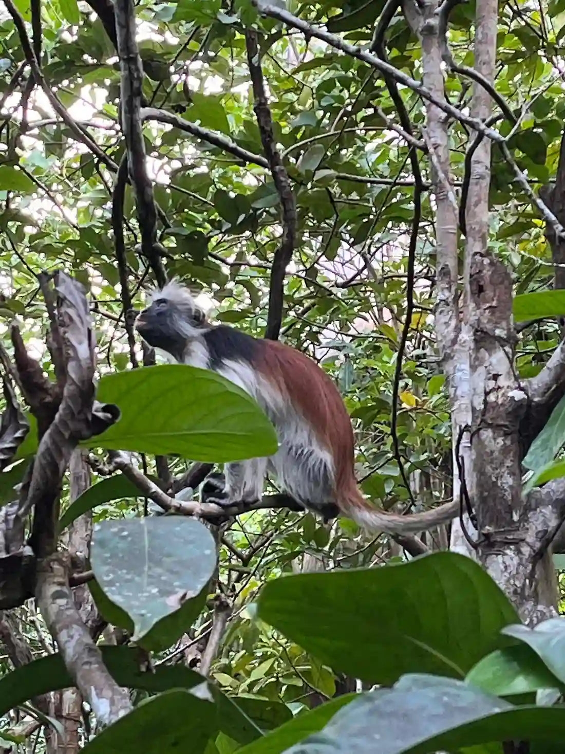 Zanzibar: visita ai delfini di Mnemba, alla foresta di Jozani e alla grotta di Kuza
