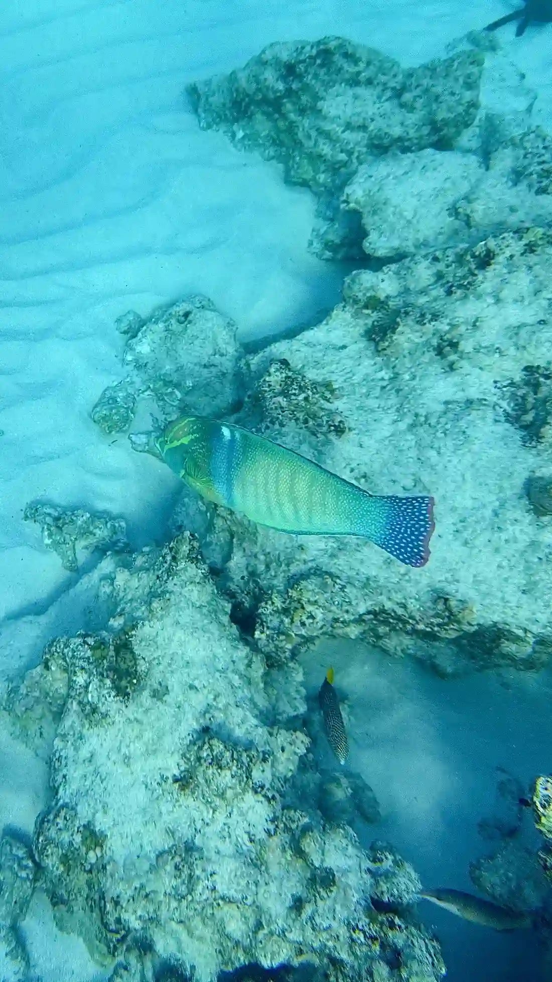 Zanzibar: visita ai delfini di Mnemba, alla foresta di Jozani e alla grotta di Kuza