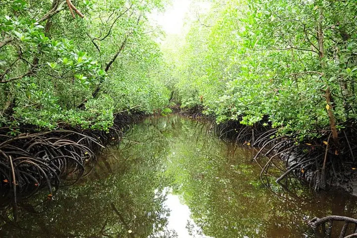 Zanzibar: visita ai delfini di Mnemba, alla foresta di Jozani e alla grotta di Kuza