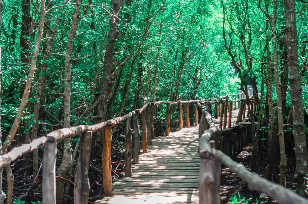 Zanzibar: visita ai delfini di Mnemba, alla foresta di Jozani e alla grotta di Kuza