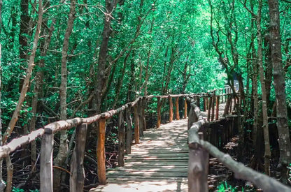 Zanzibar: visita ai delfini di Mnemba, alla foresta di Jozani e alla grotta di Kuza