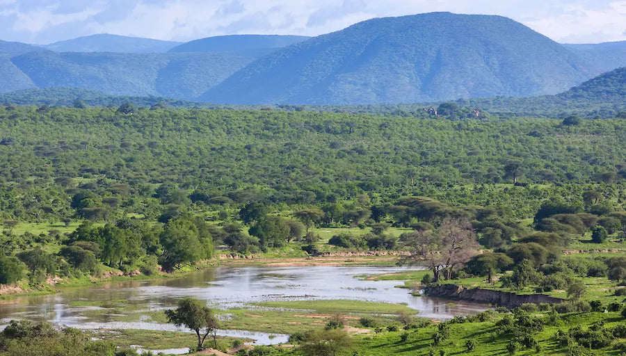 Zanzibar: visita ai delfini di Mnemba, alla foresta di Jozani e alla grotta di Kuza