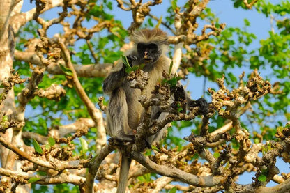 Zanzibar: visita ai delfini di Mnemba, alla foresta di Jozani e alla grotta di Kuza