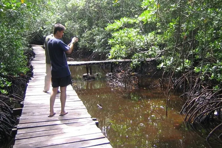 Zanzibar: visita ai delfini di Mnemba, alla foresta di Jozani e alla grotta di Kuza