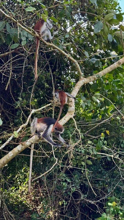 Zanzibar: visita ai delfini di Mnemba, alla foresta di Jozani e alla grotta di Kuza