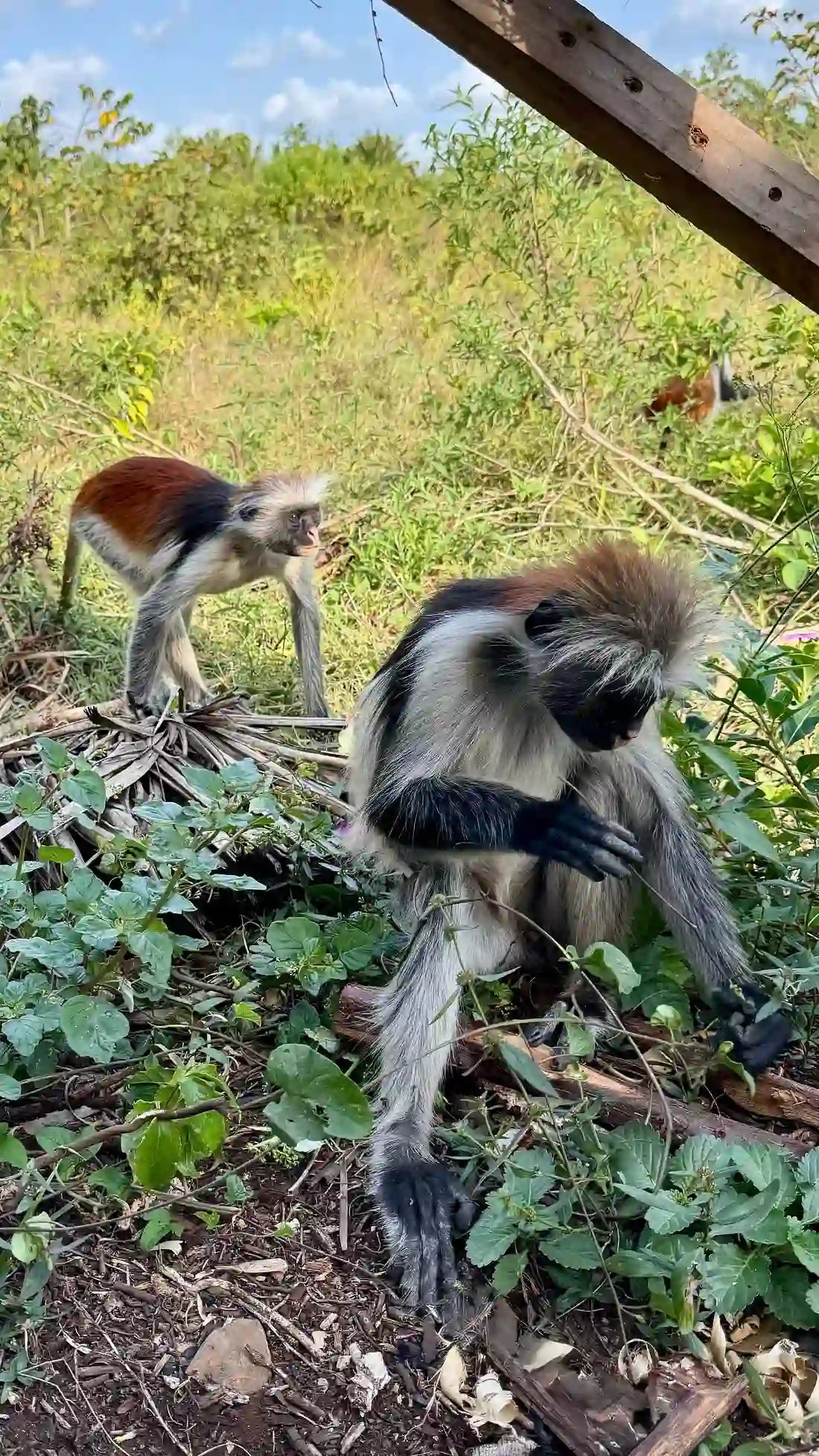 Zanzibar: visita ai delfini di Mnemba, alla foresta di Jozani e alla grotta di Kuza