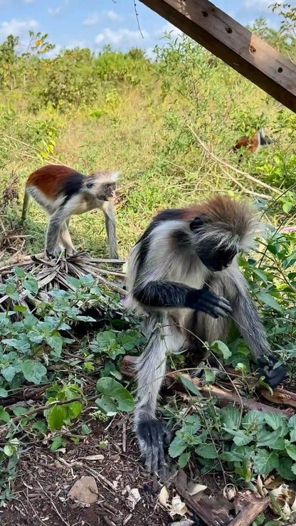 Zanzibar: visita ai delfini di Mnemba, alla foresta di Jozani e alla grotta di Kuza