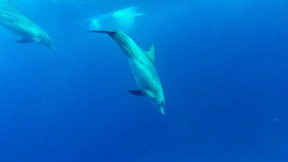 Zanzibar: visita ai delfini di Mnemba, alla foresta di Jozani e alla grotta di Kuza
