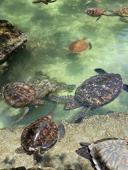 Zanzibar: Mnemba Island Snorkeling and Kendwa Beach Private Tour