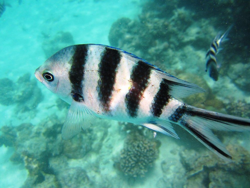 Zanzibar: Mnemba Island Snorkeling and Kendwa Beach Private Tour