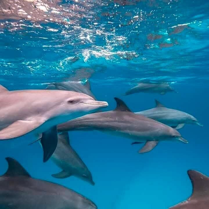 Zanzibar: Mnemba Island Snorkeling and Kendwa Beach Private Tour