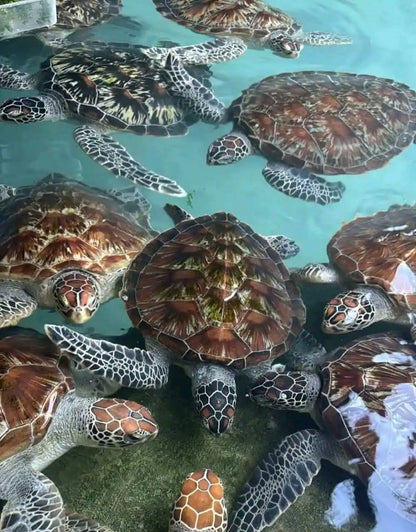 Zanzibar: Mnemba Island Snorkeling and Kendwa Beach Private Tour