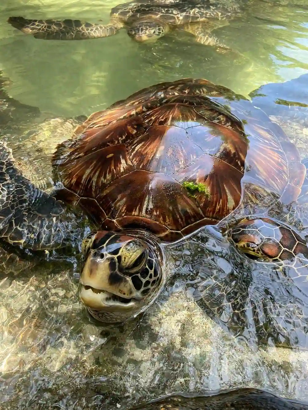 Zanzibar: Mnemba Island Snorkeling and Kendwa Beach Private Tour